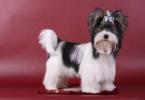The smallest dog breeds