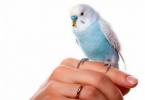 Adaptation, taming and training of parrots What can you teach a parrot to do