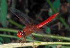Graceful hunter - dragonfly Lyutka Siberian arrow girl grandma metal insects