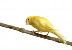 Canary: what kind of bird is this?