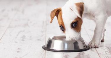 The best dry dog ​​food: reviews from veterinarians