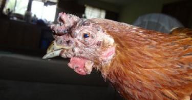 The most common diseases of chickens, their symptoms and treatment