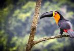 On what continent does the toucan live?