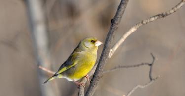 Domestic canary: how long canaries live, bird care