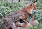 Líška - popis, druh, kde žije Kde žijú líšky v prírode