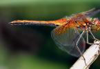 Dragonfly - an insect with “reactive” abilities Development of the dragonfly