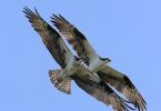 Osprey: fotografia a popis Druhy orlovca