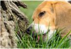 Myths and truth about why dogs eat grass Jack Russell eats grass