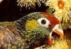 Kvôli čomu môže jazyk papagája opuchnúť: foto, príčiny, liečba Papagáj s cudzím jazykom
