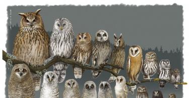 Why do owls, owls and eagle owls hunt only at night?