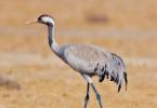 All about cranes in nature