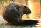 The common beaver is a hardworking builder