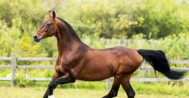 Whatever you call a horse, that’s how it will gallop. Horse name nickname