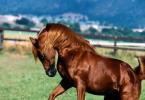 Красивые клички для лошадей: как лучше всего назвать коня?