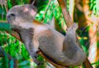 Živočích koala (lat. Phascolarctos cinereus).  Koala Aké druhy koál existujú?