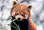 Panda - niekoľko zaujímavých faktov Panda veľká, kde žije