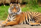 Tiger: photos and videos, description of the breed, subspecies, lifestyle, hunting Structure of a tiger animal