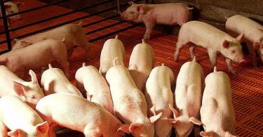 Fattening pigs at home: the most effective way to feed piglets for meat