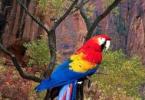Red Macaw (Ara macao) Scarlet macaw, Arakanga