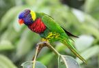 Types of talking parrots