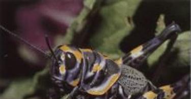 Locust - ako hmyz vyzerá a kde žije