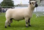 Growing and breeding sheep of the Romanov breed. What frosts can Texel sheep tolerate?