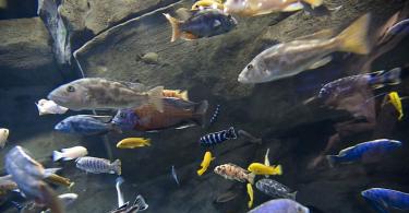 Správne kŕmenie akváriových rýb Koľko potravy je potrebné pre ryby v akváriu